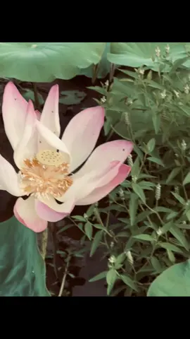 Cuộc đời thì ngắn, đau khổ thì dài. Quên để sống, hay sống để quên. Lạnh lùng một chút, để khi vấp ngã có thể đứng dậy nhanh chóng, lấy dũng khí lau khô nước mắt, tìm lại nụ cười có phải tốt hơn không? #hoa #hoasen #xuhuongtiktok 