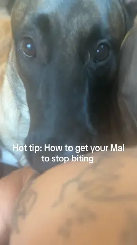 Where’s your ball? #belgianmalinois #malinois #dogsoftiktok #dog #ball #bite #dog #maligator 