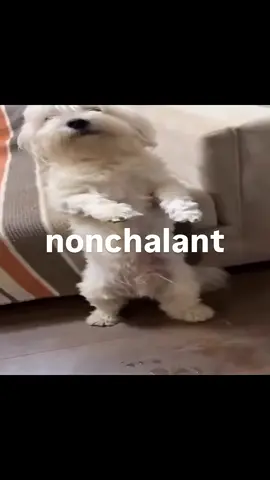 nonchalant (song: ilyTOMMY - 3 AM) #ilytommy #underground #dogsoftiktok #memecut #tiktok 