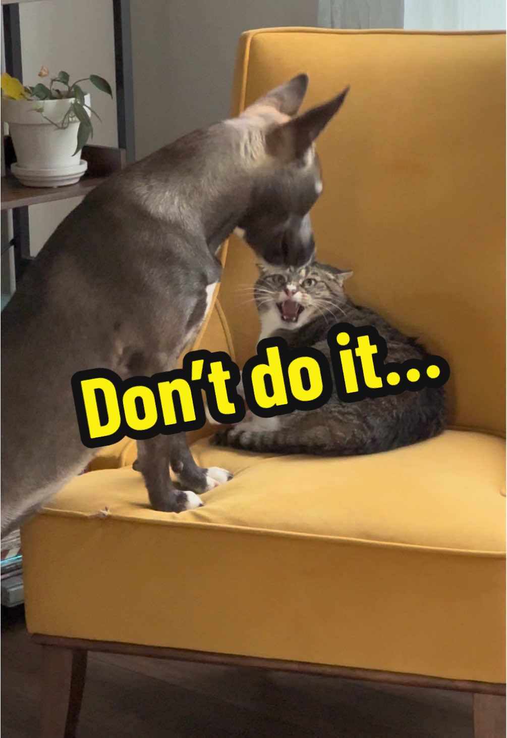 She did it. 😬😂 #dontdoit #fyp #trending #puppytiktok 