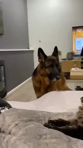 Funny dogs compilation #funnydog #funnypet #cutedog #dogsoftiktok #doglover 