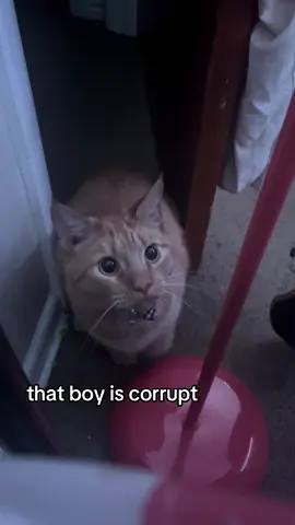 evil dr phil #foryou #fyp #trend #cat #kitty 