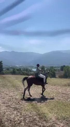 #خيل_وخياله🐎  #تركيا #حيفا_عكا_يافا_جنين_القدس_الخليل_سخنين #جسر_الزرقاء_😍🔥🤍الشامخه #الفريديس 