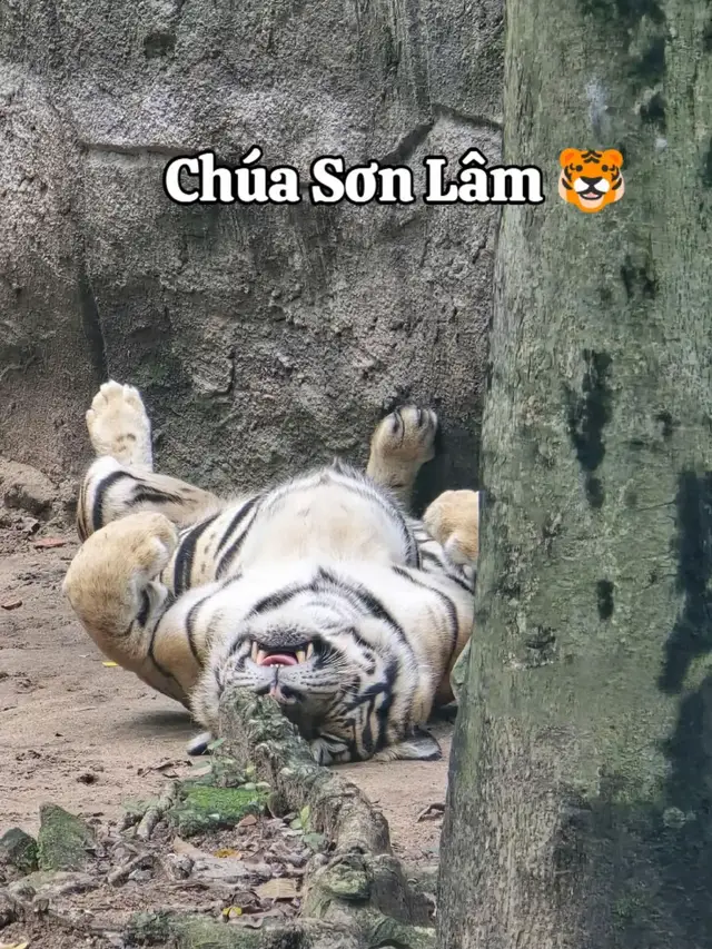 Lười không ai bằng 🤣 #vitaminmeo #CapCut #trending #xuhuong #cat 