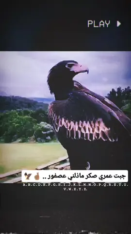 #اقوال_وحكم_الحياة #مشاهدات #اقتباسات📝 #عبارات #اكسبلور 