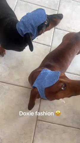 Doxie fashion 🤩 #fyp #minidoxiesoftiktok #daschund #fashion #september 