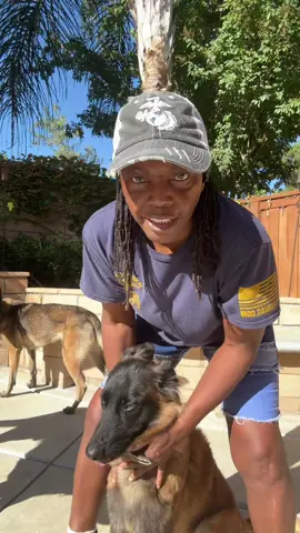 #malrines #america #usmc #belgianmalinois 