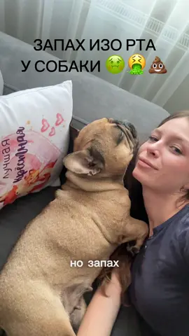 Лучшее решение от запаха изо рта просто почистить собаке зубы  Артикул #WW146742 – вставляй и копируй на WB