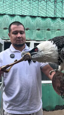 Vulture Bird feeding process 