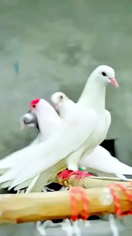 #foryoupage #PigeonVideos #aseel #kabotarbaz #kabturbazi 