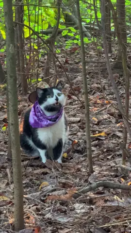 Meowdy purrtners. Jack Spicer takes inspections super seriously 🧐  If you’re a fan of Jack Spicer’s kitty cat cowboy content please consider being a real cowpoke and subscribing to his Patreon linked in bio 😊 everything helps ❤️  #cat #cats #catsoftiktok #kittycat #funnycat 