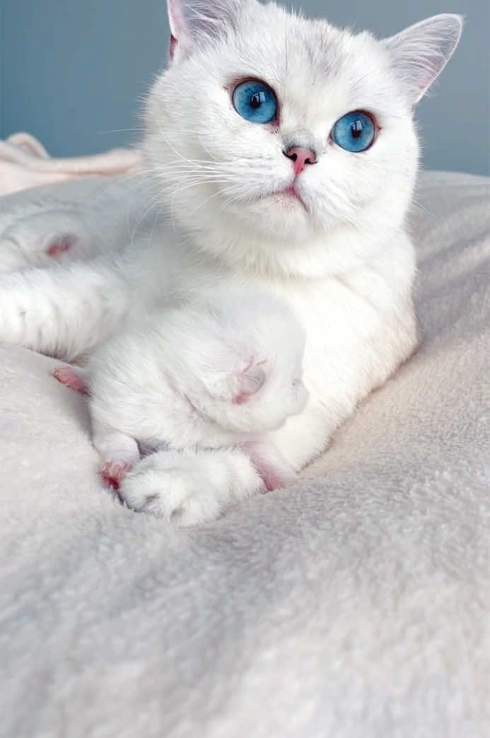 Safe in mama’s love 🤍✨ #vivafold #fyp #purrfect #tiktokviral #reelsinstagram #babykitty #kittensoftiktok #kittens 