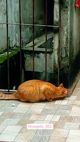 Cat in slow motion.#cat #cats #catsoftiktok #catlover #funny #foryou #funnyvideos #viral #usa #fypシ #funnymoments #funnytiktok #fyp #cute 