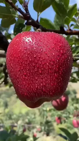 Enjoy Beautiful Super Apple🍎#Fruits #fyp #foryou #100k #vairal 