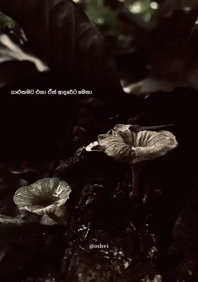 එයා මට ආදරෙයි කියලා කියන හැම වෙලාවකම මගේ උත්තරේ 