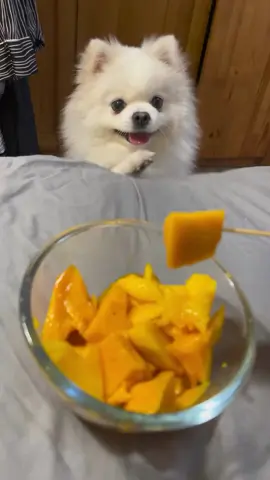 Look at him 🥰 . 📸 Post by --> @puffy_pomeranians  ~DM for remove~ . #pomeranian #trending #fyp 