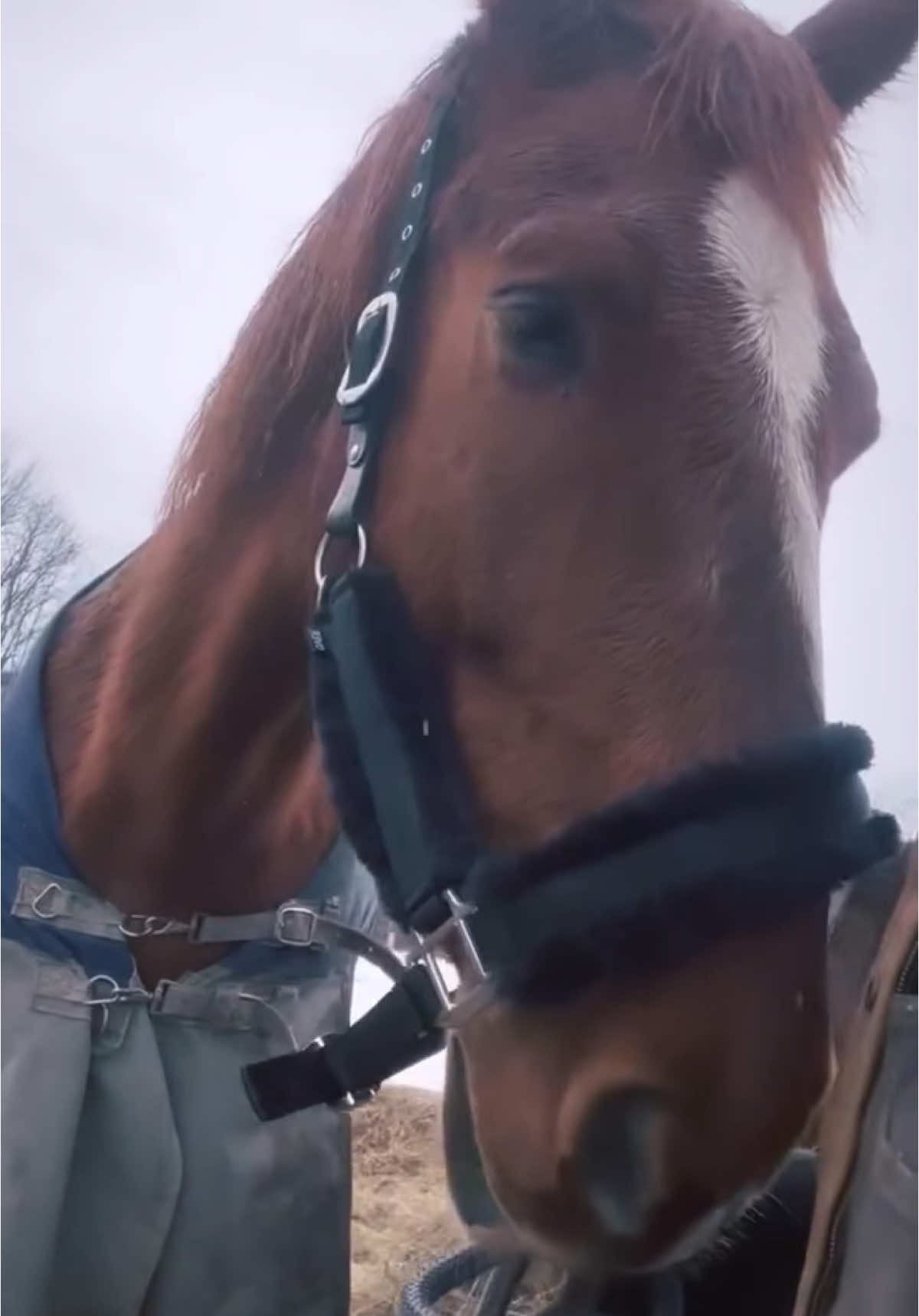 Meet Kiva, our lovable giant with a heart of gold! 🐴❤️ His big personality requires big care, and that includes regular hoof trims.  We’re raising funds for his next farrier visit, and every donation counts - $50 = one trim to keep Kiva’s hooves happy and healthy. Help us keep Kiva’s hooves in top shape and support his goofy adventures! 🦶😂  #HorseRescue #HoofCare #KivaTheGiant