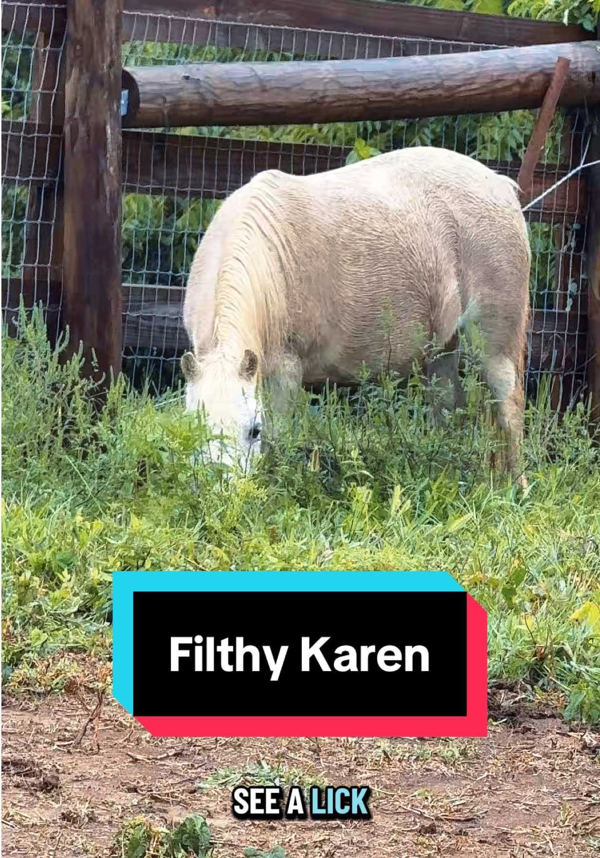 Karen’s favorite color is mud-brown😅🐴 #minihorse #minidonkey #minihorsesoftiktok #minifarm 