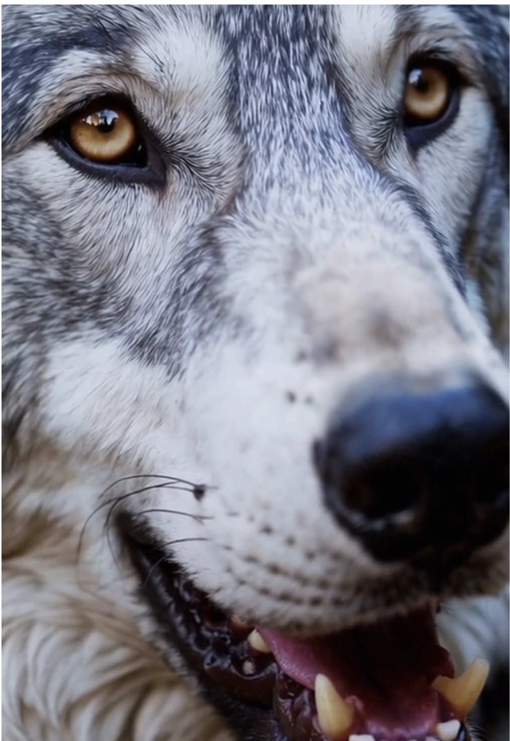 #vantasono #wolf #nature #viral #fyp 