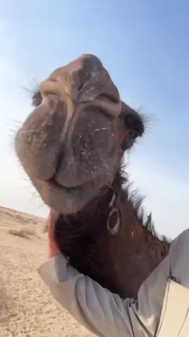 غير حب الابل وحب الطيبين ‏خل قلبك لا يقاد . . ولا يساق #foryou #foryoupage #fyp #viral #4u 
