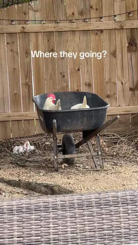 Chickens seem like they’re chasing their got someplace to go!  Have fun ladies!