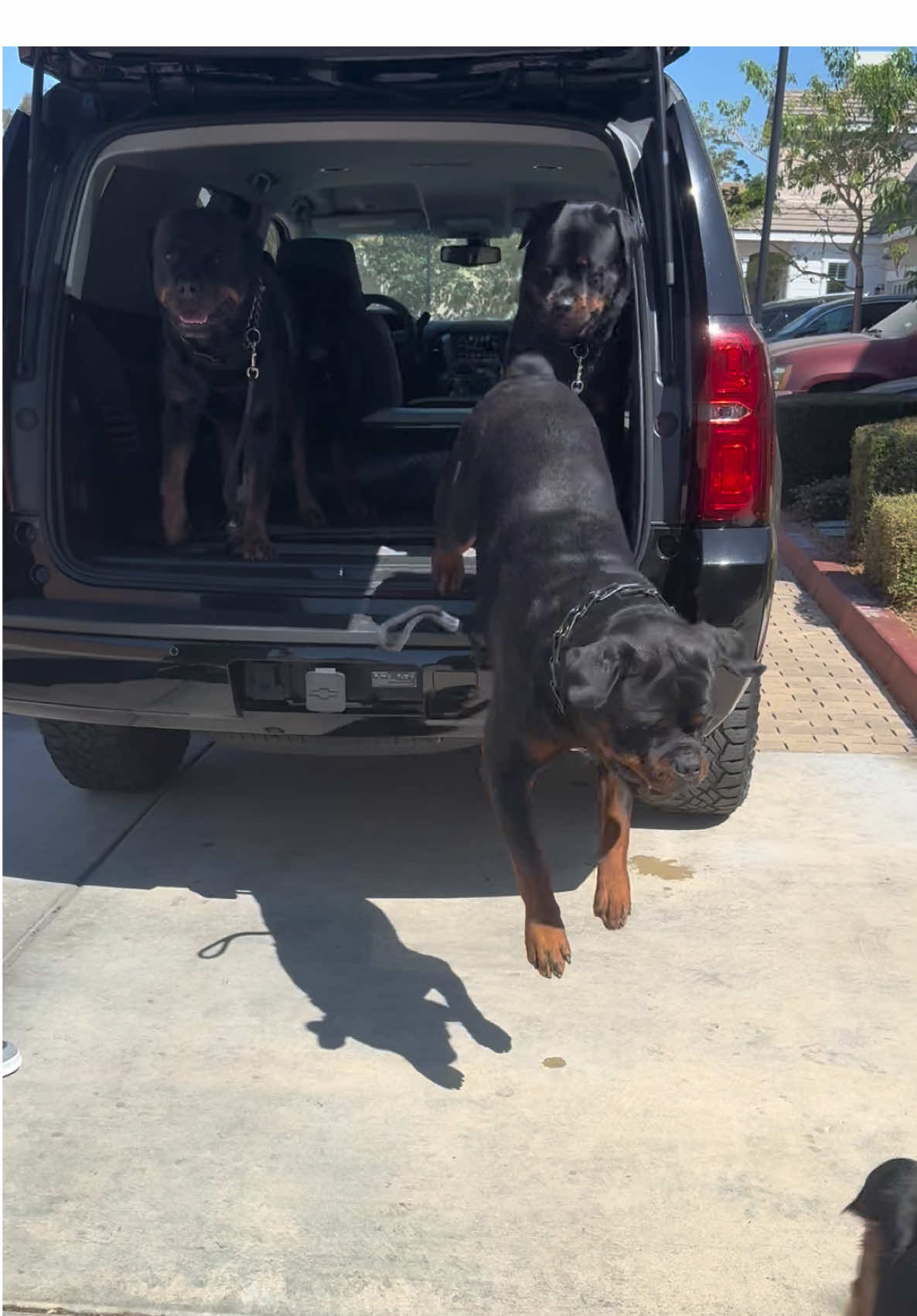 We just got back from “Straight Outta Compton!” Reppin the 5 Rs! Mad love for the City! ❤️✊🏾🔥🐶🐶🐶🐶🐶💯#fyp #influencer #dog #rottweilerontiktok #compton 