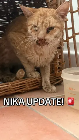 We got a phone call from the vet! For now Nika is stable.He even ate a bit! But it’s still not sure if he can make it. We have to wait for new kidney tests on Monday and then we will know if he can Live or has to be euthanised… 😭 #rescueanimals #straycat #resuestrayanimal #rescuecats 