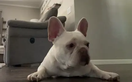 Zoe 🥰 #frenchie #dogsitting #doglife
