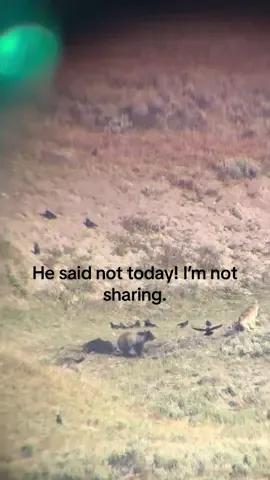 There was a buffalo carcass that the wolves and bears fought over. In the end, the bear won. #yellowstone #bearencounter #wolfencounter #nature ##wilderness@@coltesj87