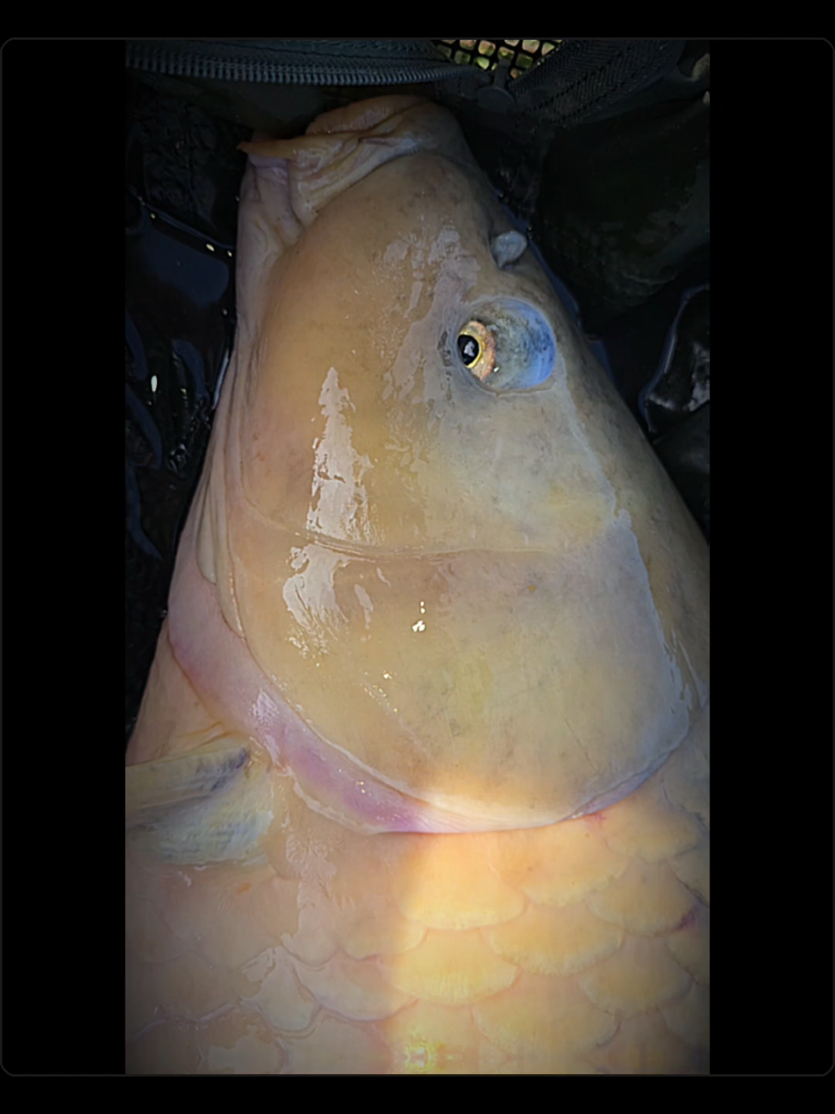 #carpiste #pecheur #peche #fishinglife #carp 