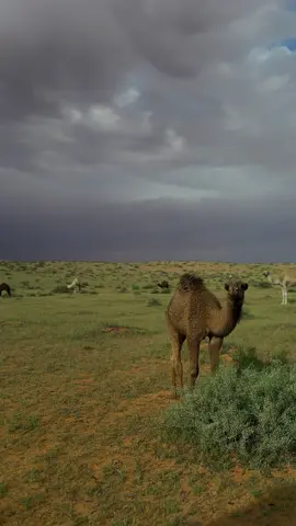 #اكسبلور #explore #الشتاء #حايلندا 