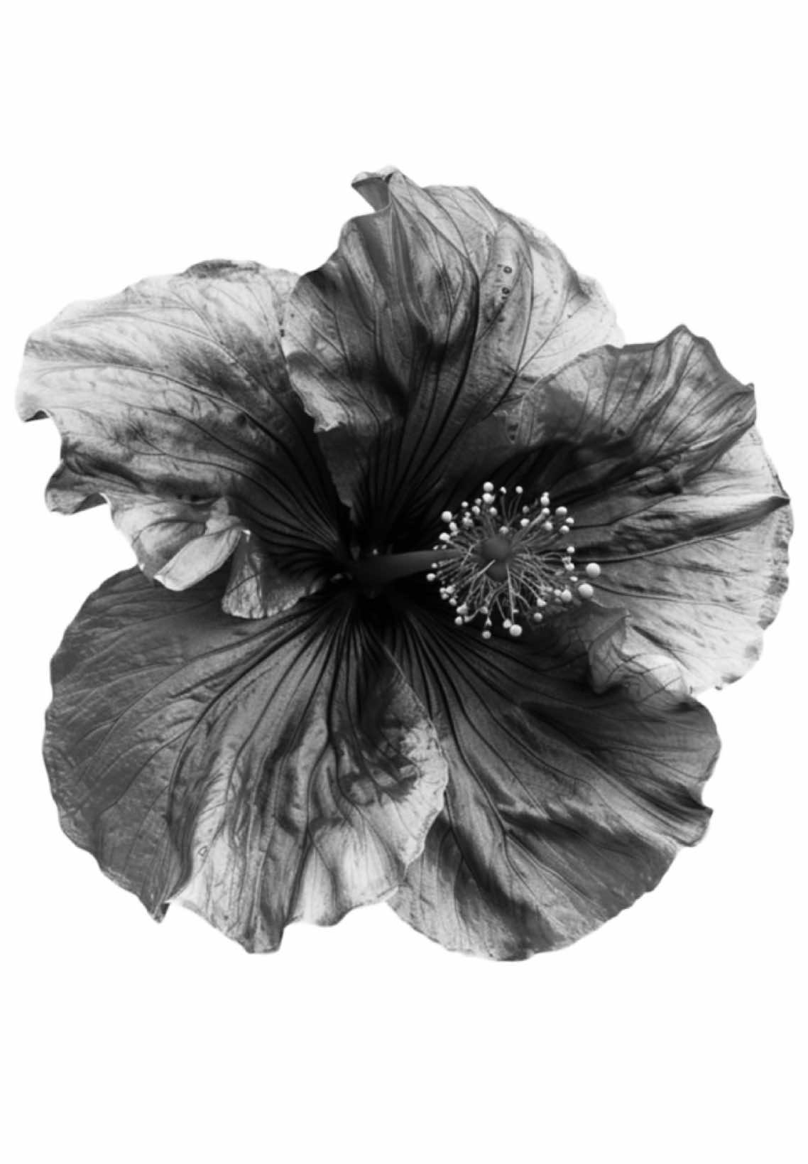 when you know, you know… #lanadelrey #lyricsvideo #foryou #fyp #tipografia 