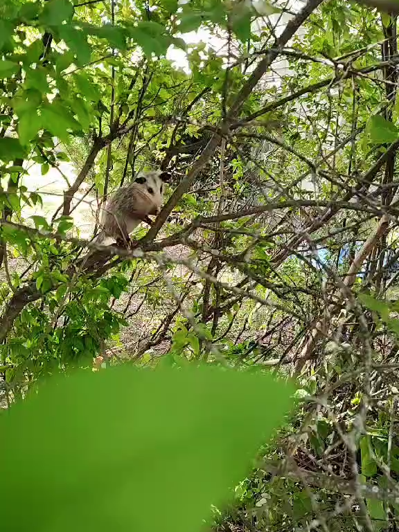 Look at this little one. #opossumsoftiktok #possum #babyanimals #furbaby #adorableanimals