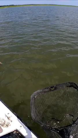 Free bait! #fishing #fishtok 
