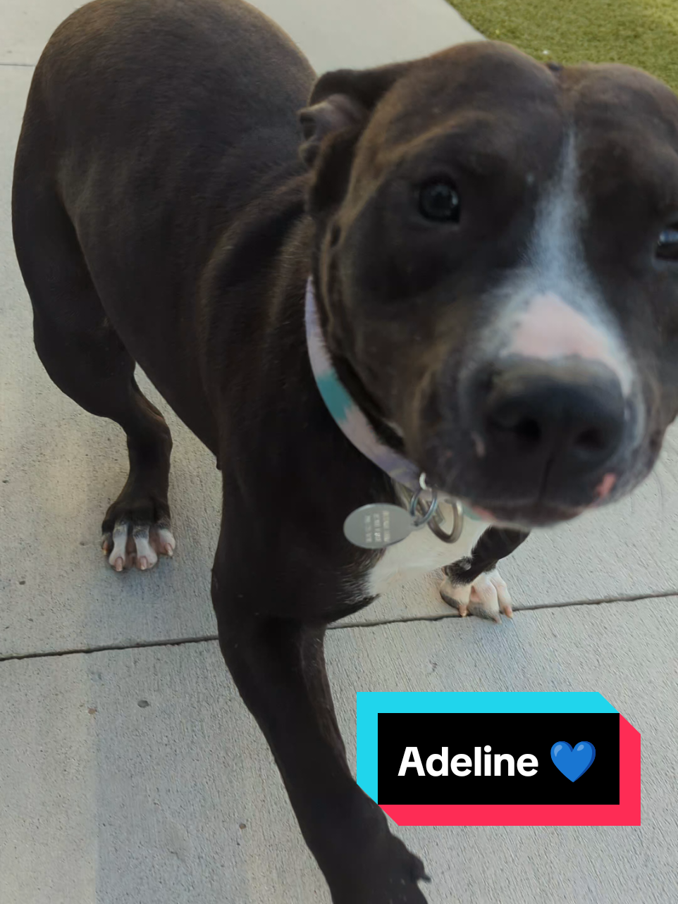 Sweet little Adeline 💙 #marl  #animalshelter #rescuedog  #pitbull #adoptdontshop 