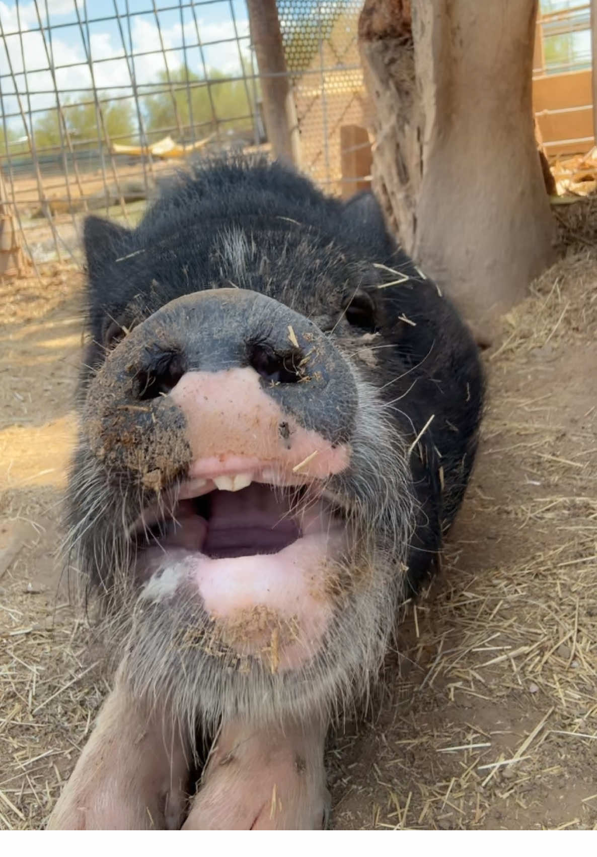 Wilson is soooooo handsome 🐷❤️ #cutie #pig #rescue #sanctuary 