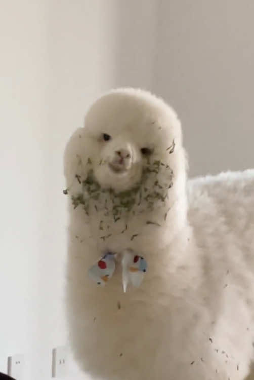 Happy alpaca 🦙 #happy #funnyvideos #catu #animals #animals #alpaca 