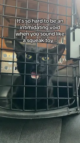 Bear is feeling particularly chatty on his way to the vet… #blackcatsoftiktok #bearsquad #blackcats #blackcat #cats 