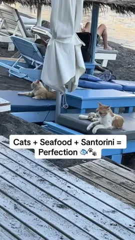 Recommended by a local, and now one of our favorite finds 🇬🇷✨ Fratzéskos is a family-owned fisherman’s tavern on Santorini’s black sand beach. Fresh fish, fried feta, honest waiters… and even cats that hang with you at dinner 🐟🍋🐾  #santorini #fyp #fratzeskosfishtavern #TravelTok#hiddengems 