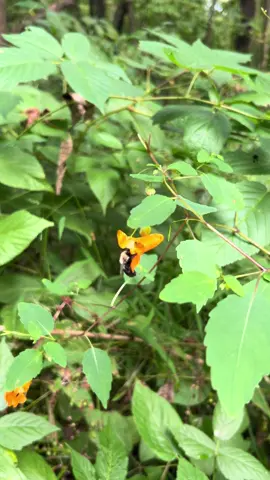 Summary of my afternoon hike #nature #SelfCare #ohiocheck #findingpeace 