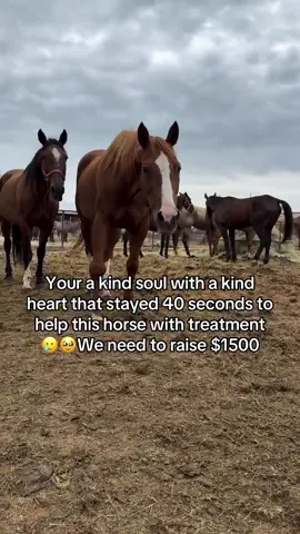 Your a kind soul with a kind heart that stayed 40 seconds to help this horse with treatment 🥲🥹We need to raise $1500#fyp #fypシ #goviral #horse #newyork 
