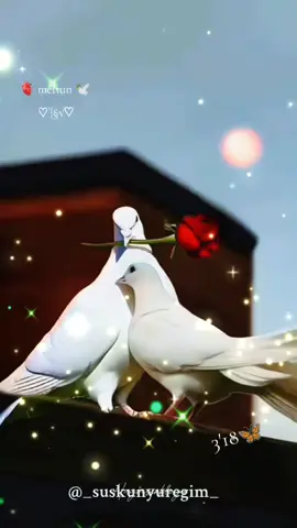 #uÇuRuMuN KeNaRıNDaYıM HıZıR GüLCe aRaFTa iNFaZ🌹#🕊️🦋🌼☘️🫶✍️
