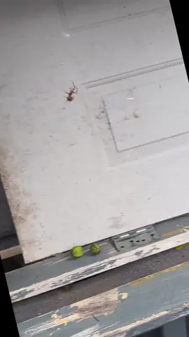 who can tell me what kind of spider this is and should I be scared?#LIVEIncentiveProgram #LIVEStory #PaidPartnership 