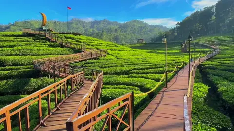 Jadi kapan kamu kesini?#wisatagununggambir #gununggambir #trend #cinematic #jember @Wisata kebun Teh gunung gambir 