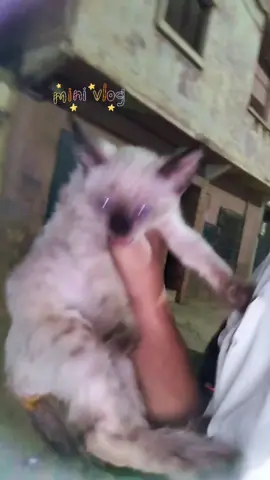 #orange #pitawa #akidlotfi #الشعب_الصيني_ماله_حل😂😂 #original @Hamza 31 