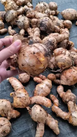 temulawak herbal rempah alami siap kirim beli sekarang di keranjang kuning ❤️‍🔥#temulawak #rempah 