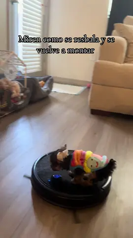 #perritos #yorkie #yorkiesoftiktok #dogmomlife #perrihijos❤️🐶 