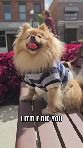 Winston woofs you❤️ 👕: furb.com discount code: IAMWINSTONPOM #Pomeranian #cutedog #cutedogs #happydog 