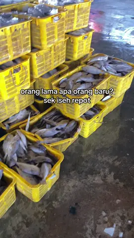 tenan iseh repot🙏
