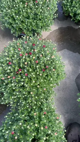 #chistemo #red #viralvideo #fyp 